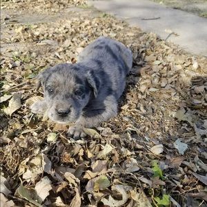 Meet your Posher, Blake